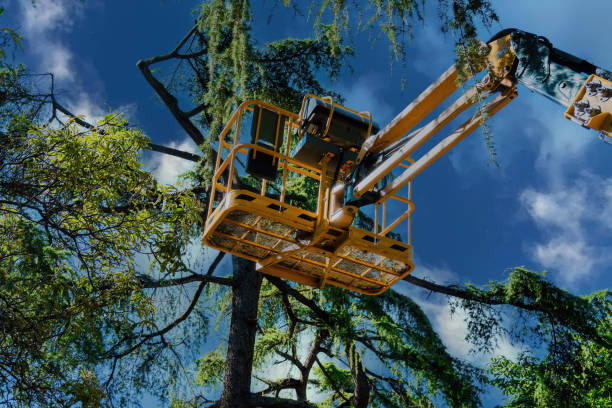 Best Local Tree Services  in Cherry Creek, CO